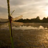 Brown Hawker wideangle 1 A Brown Hawker dragonfly (Aeshna grandis) in reeds at the side of a lake. Taken in Oakthorpe, Leicestershire, England. An early start rewarded me with this Brown Hawker dragonfly, normally a skittish species but this one had yet to warm up. I was keen to capture the dragonfly in its habitat so photographed it with a Tokina 10-17mm fisheye lens on a Canon 7D. 